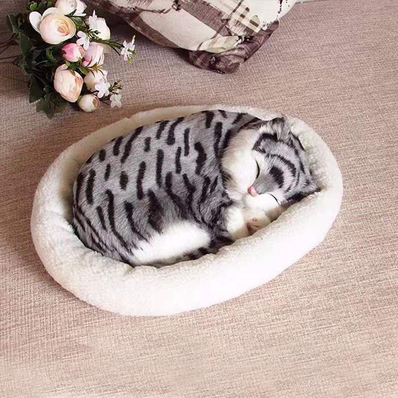 Cat grigio