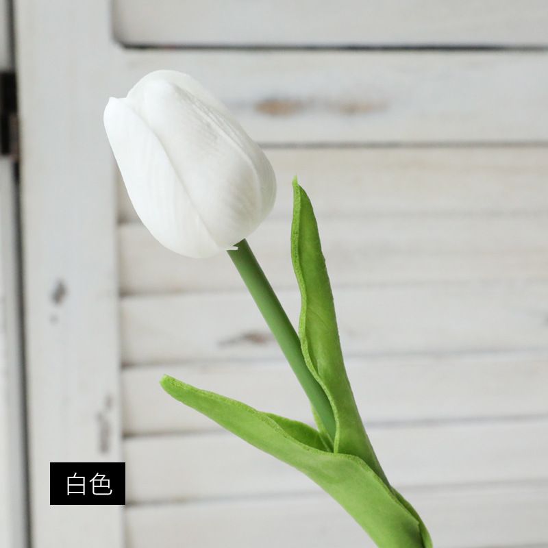 White tulip