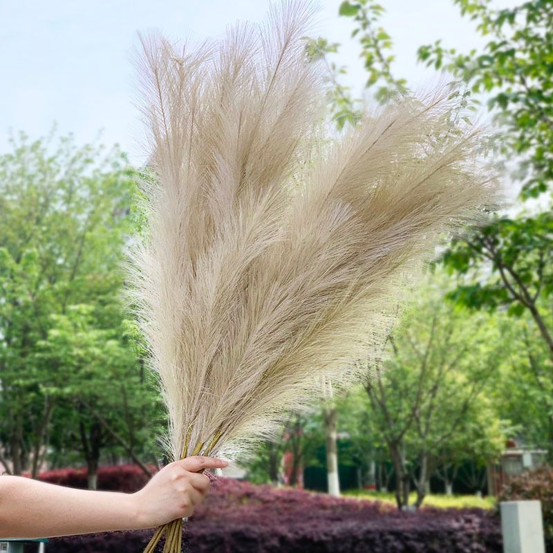 120cm l05 pampas