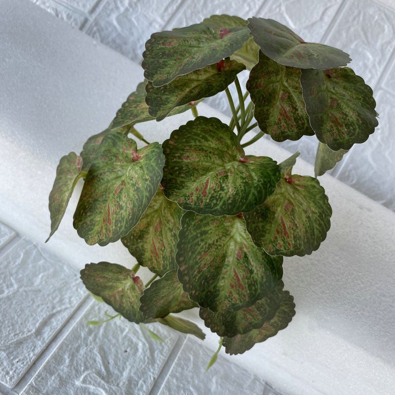 Begonia red dot