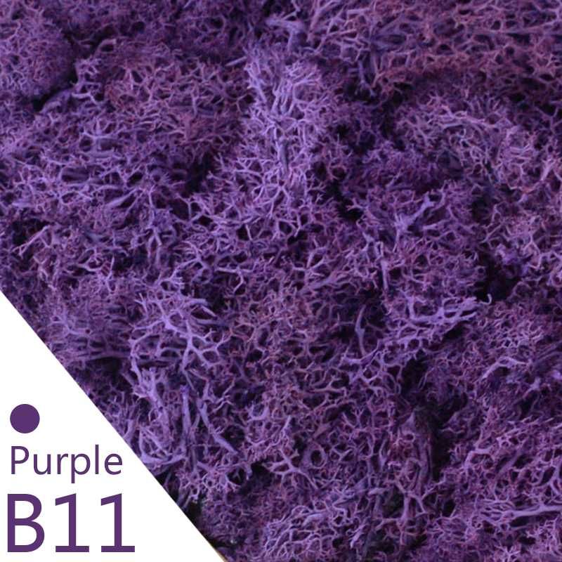 B11-Purple Moss
