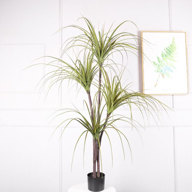 1,5 m Dracaena