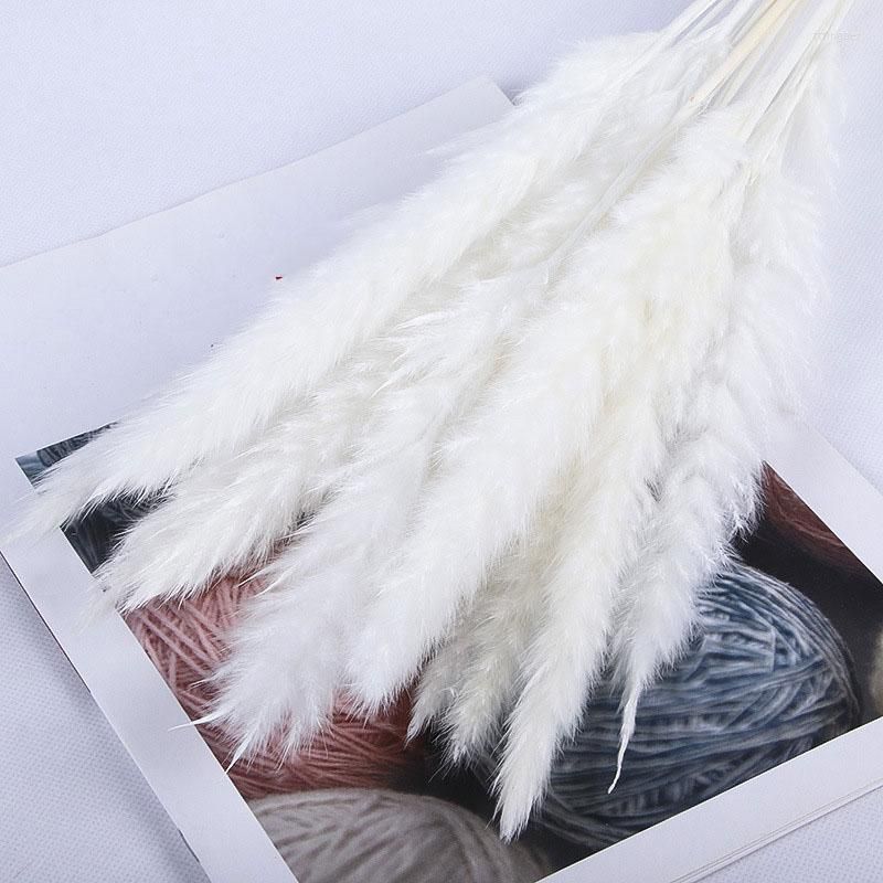 20pcs Pampas blancs