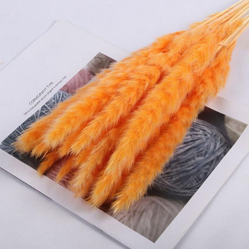 20pcs Orange Pampas