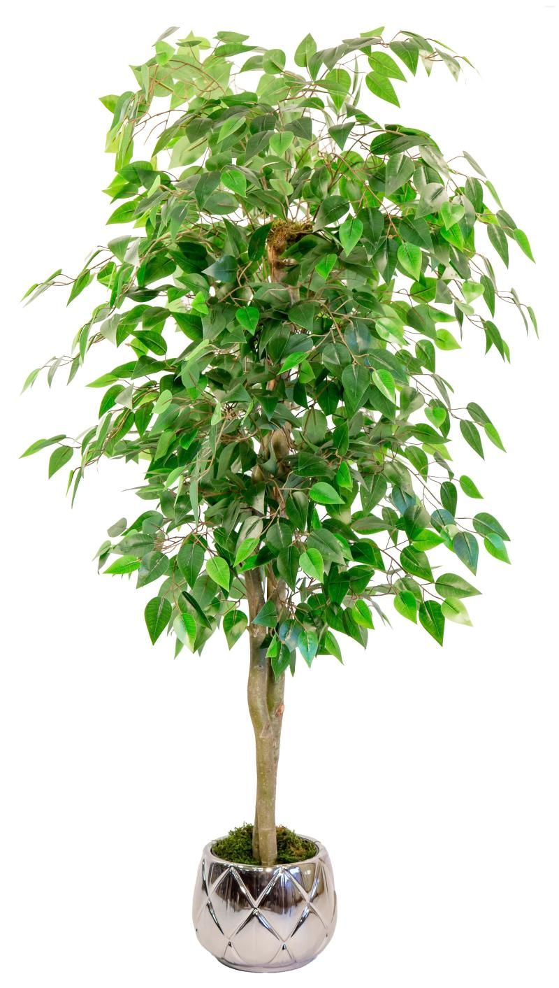 Ficus 150 cm