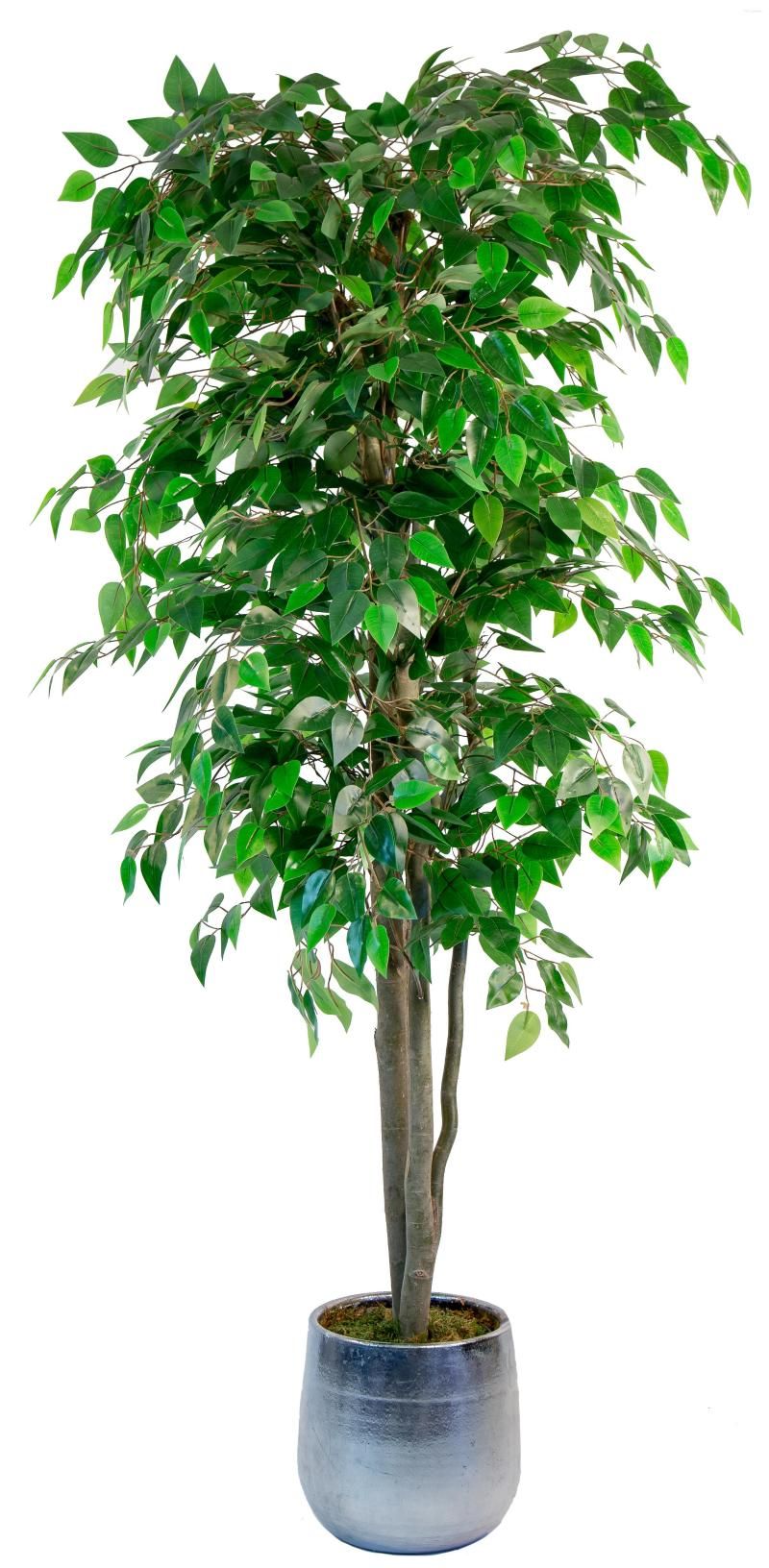 Ficus 180 cm