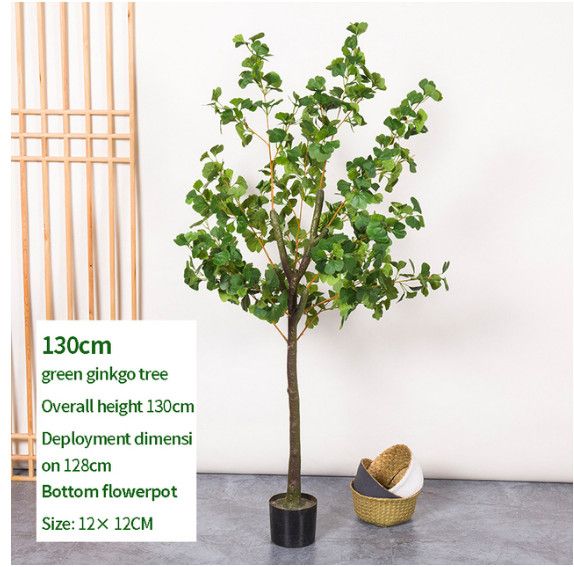 130 cm ginkgo