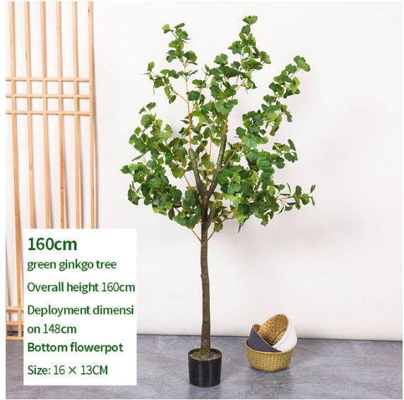 160cm Ginkgo