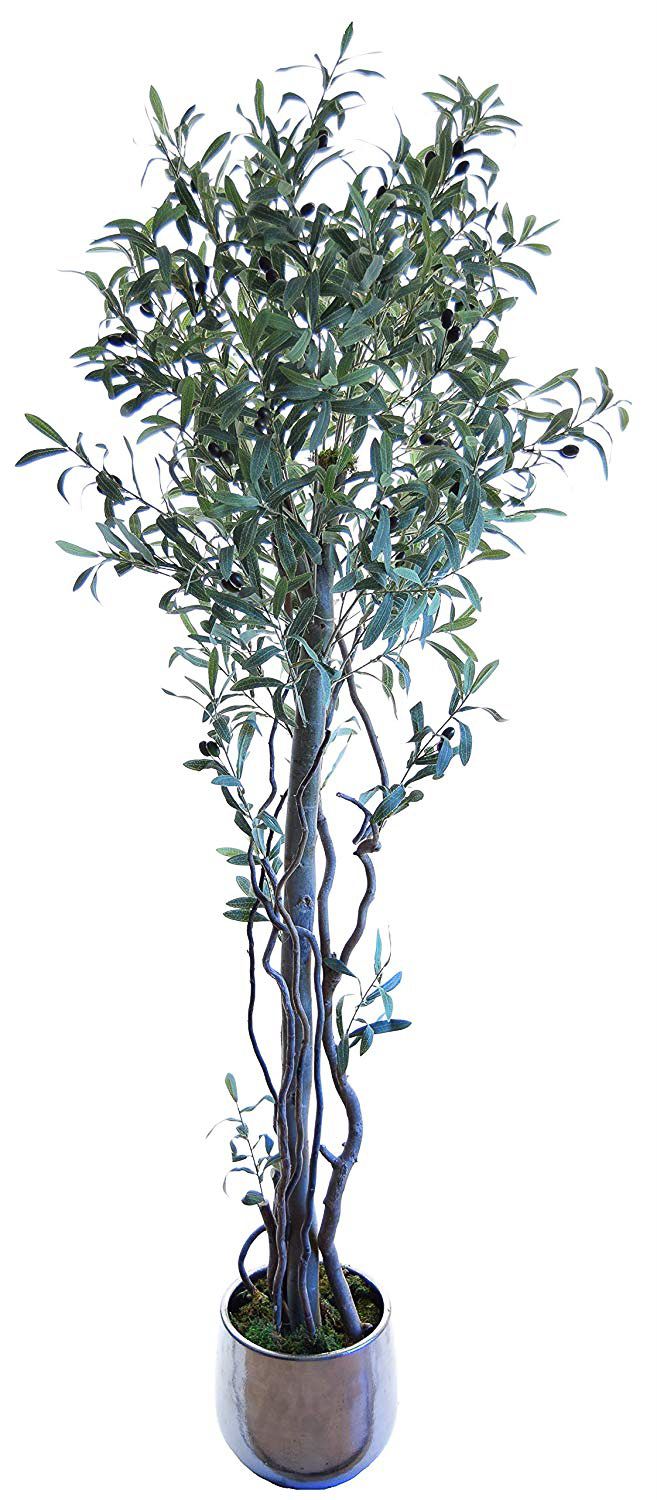 Olive tree 180 cm