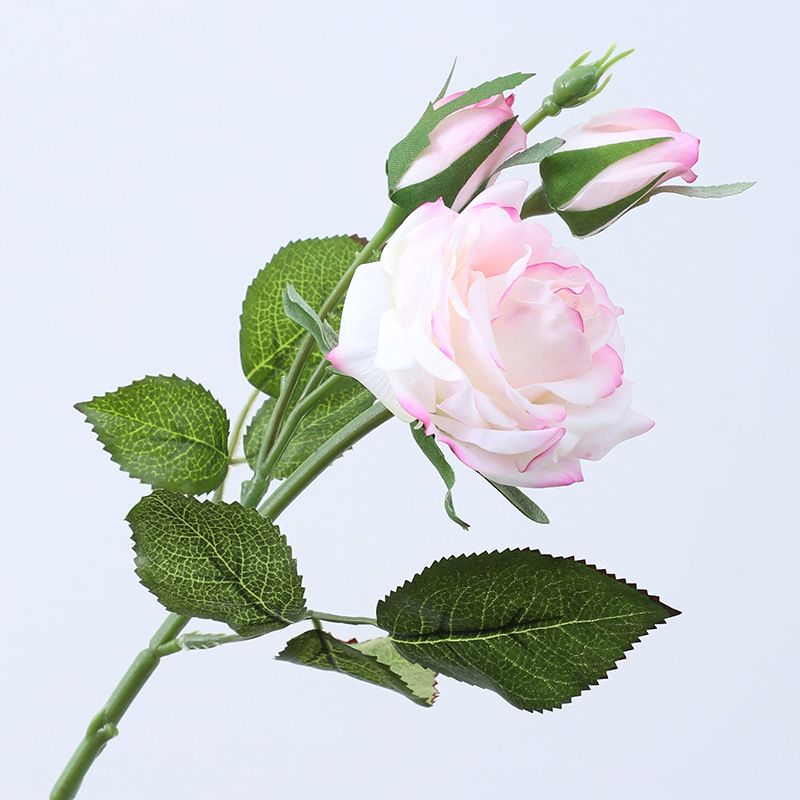 Biały róż