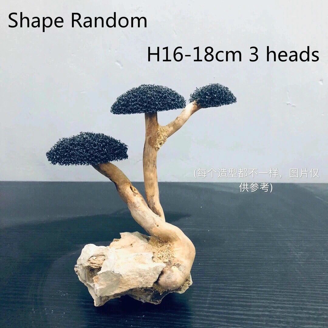 H16-18cm 3ヘッド