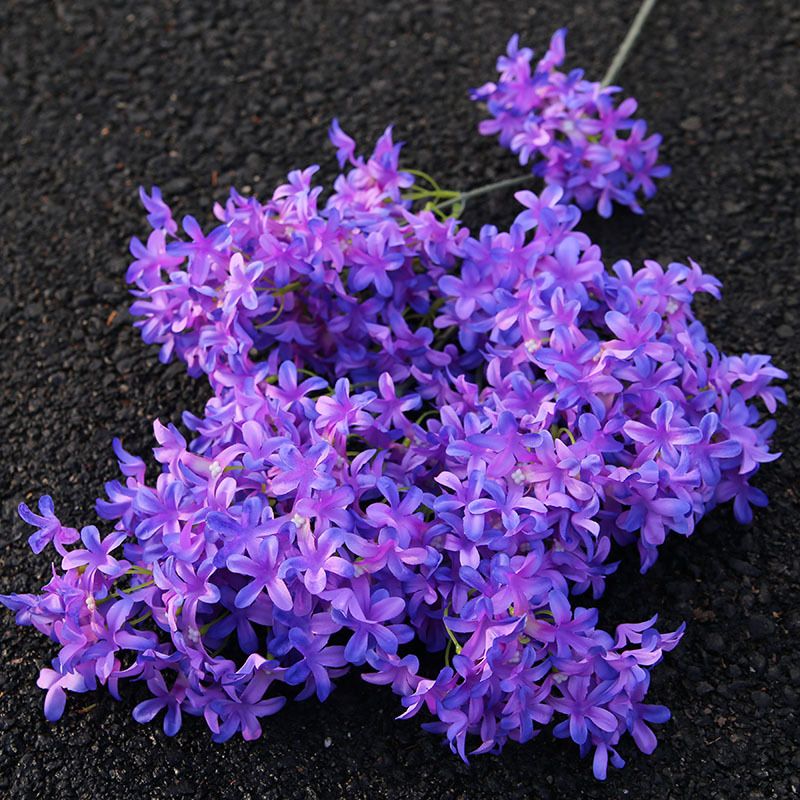 VIOLA SCURO