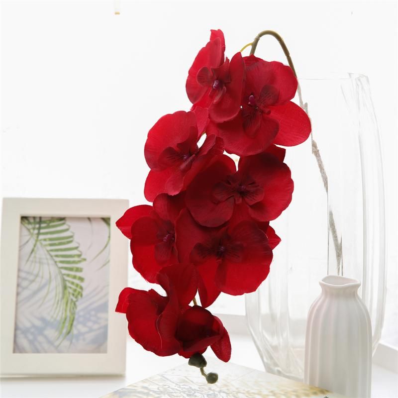 Phalaenopsis rouge