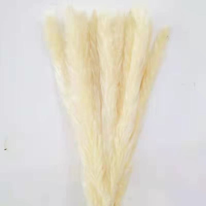 20pcs Pampas beige