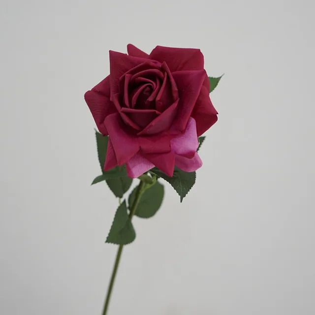 Роза красная роза