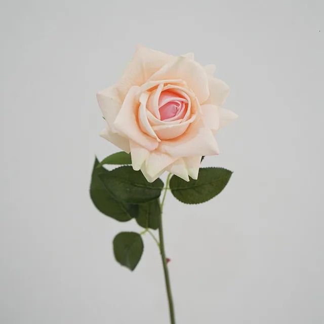 Персиковая розовая роза