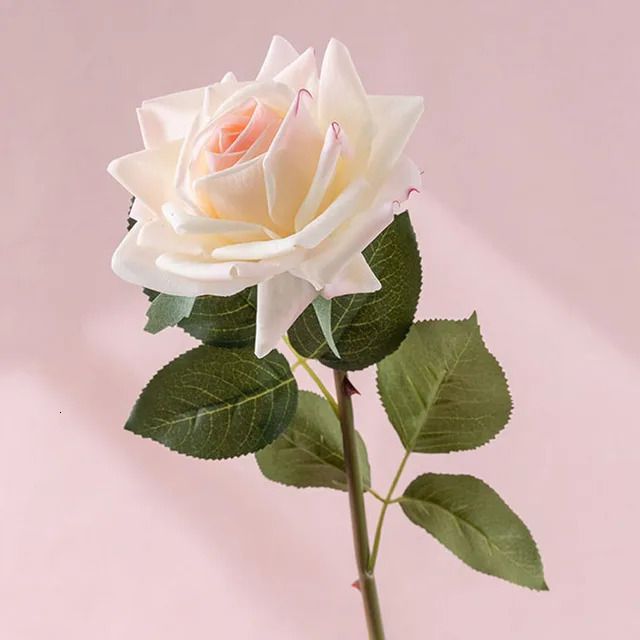 Champagne Rose