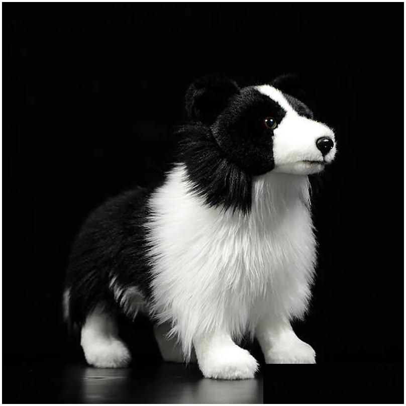 Border collie