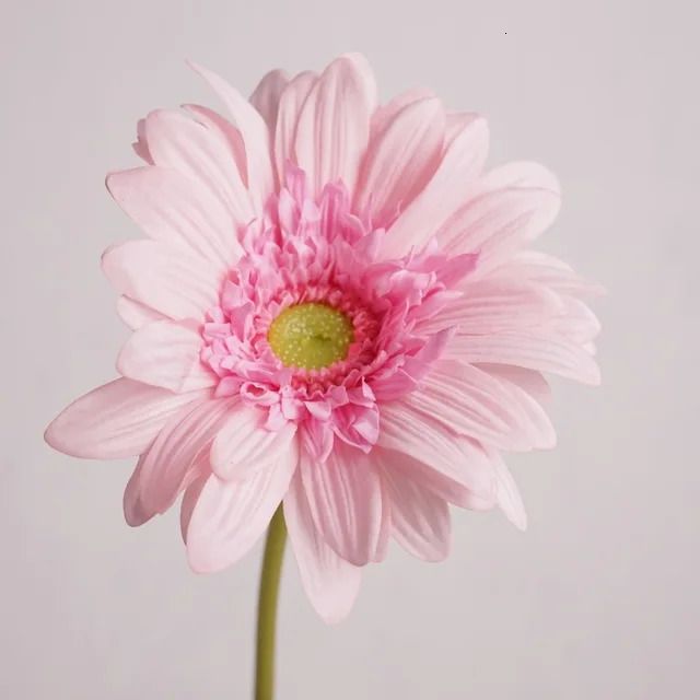 pink gerbera