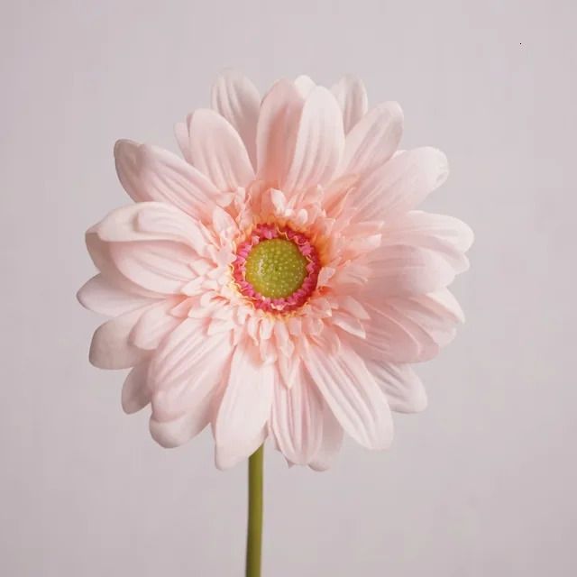 light pink gerbera