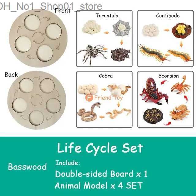 Basswood Set21