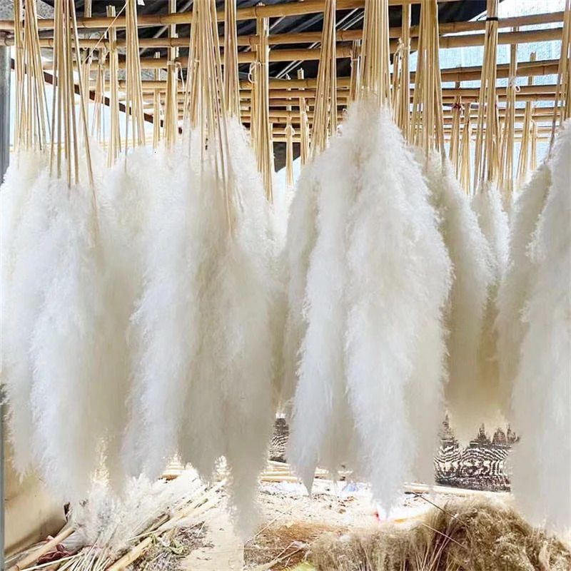 120cm White Pampas-12pcs