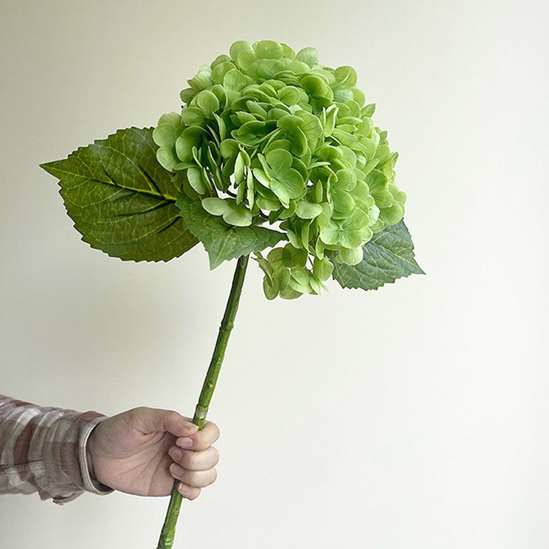 Hortensia verte