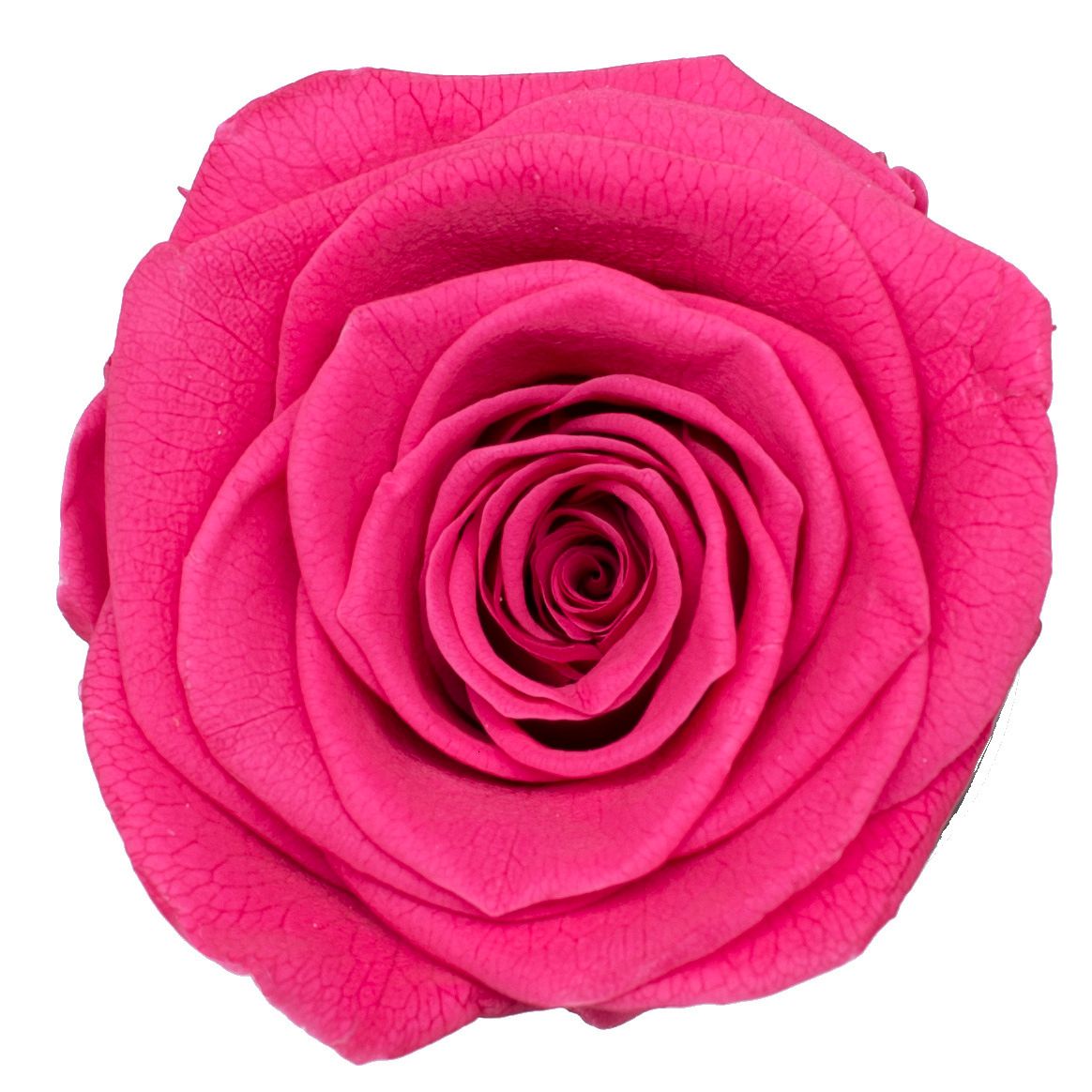 Rosa caldo-3-4 cm (12 pezzi)