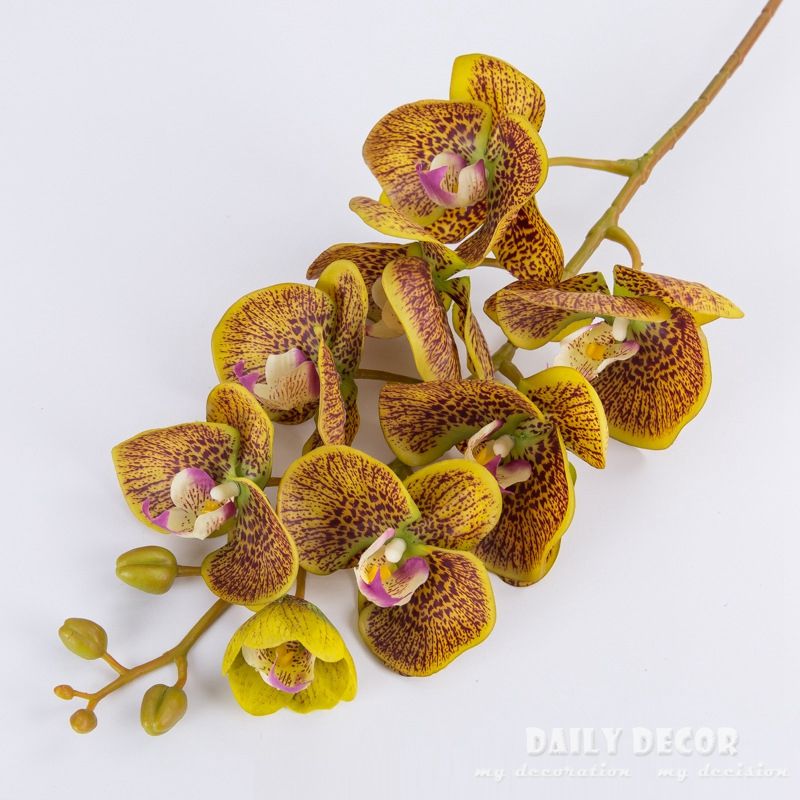 orchidées vertes jaunes