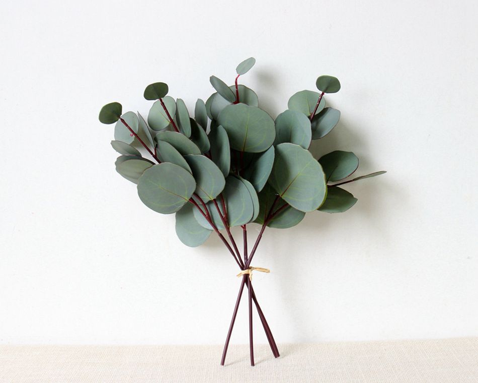 eucalyptus met ronde bladeren