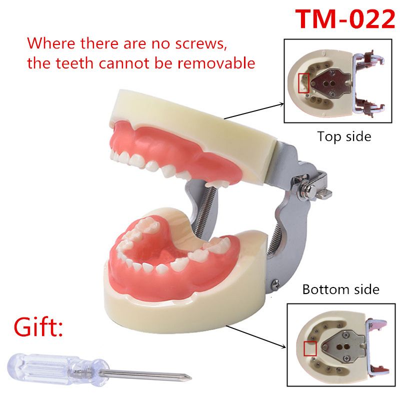 Kids Teeth Model