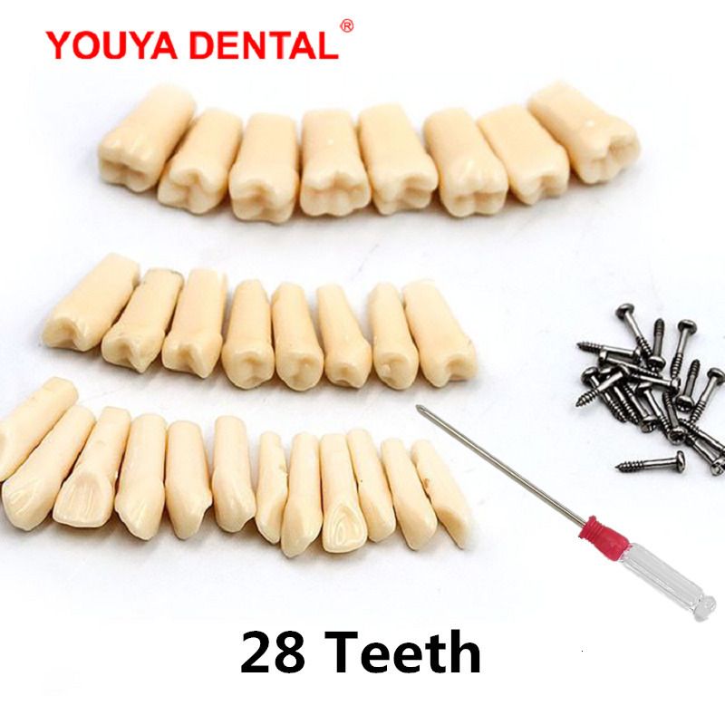 28pcs-set Teeth