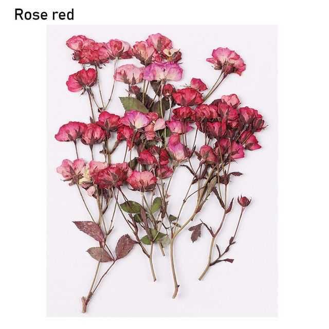 Rosa rosso