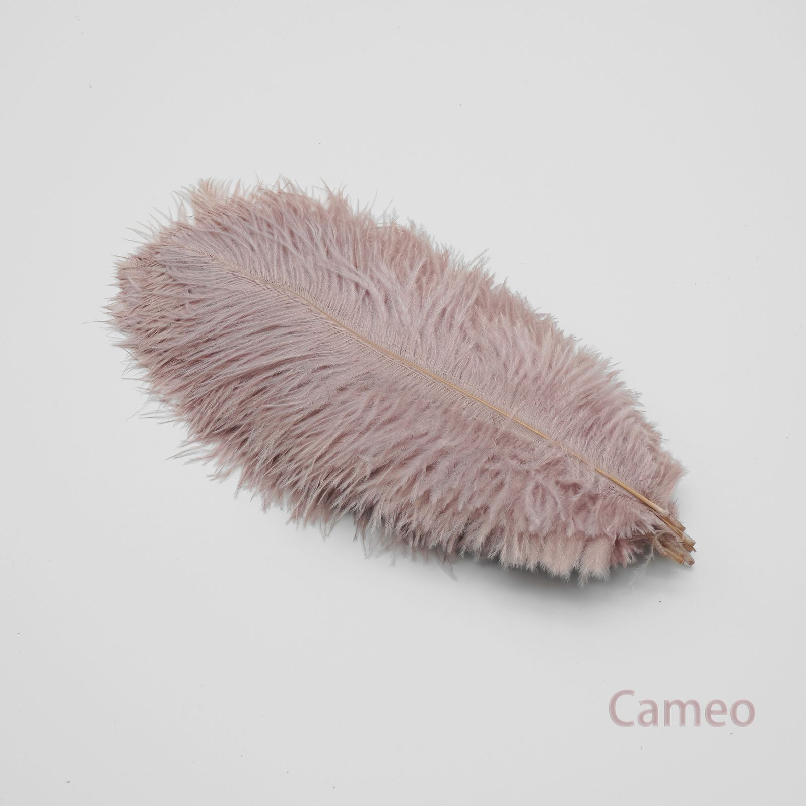 Cammeo-15-20 cm 6-8 pollici