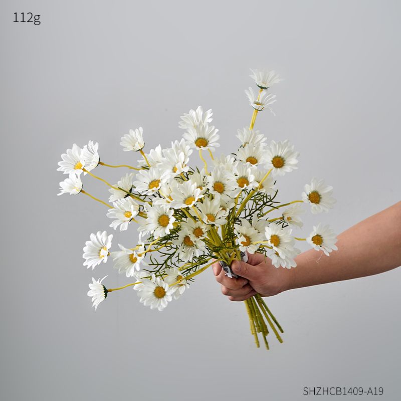 Chrysanthème - Blanc