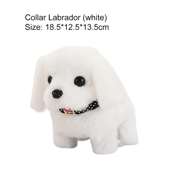 Biały Labrador