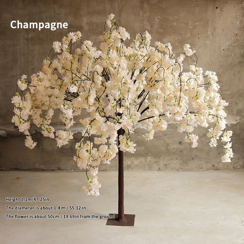 Champagne 120cm3