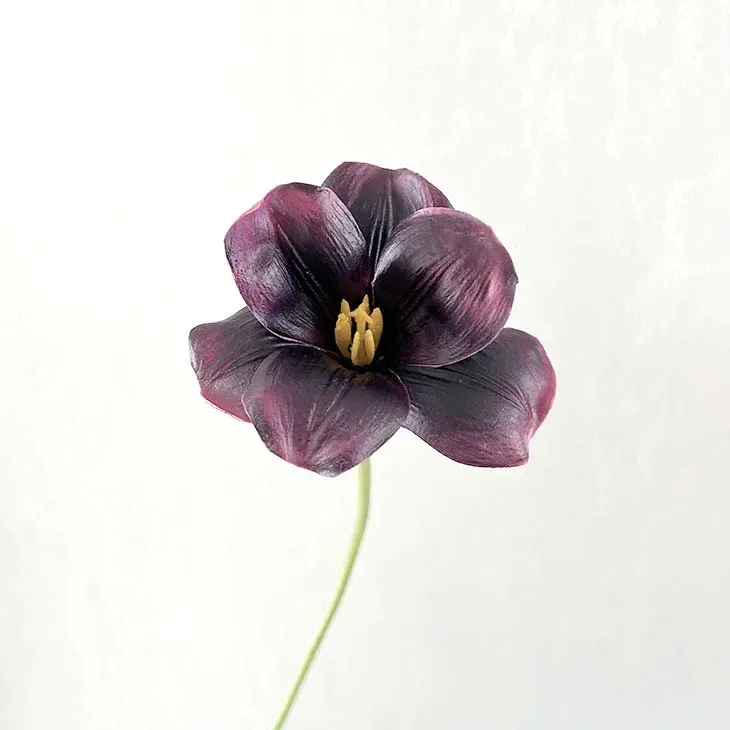 Black purple tulips