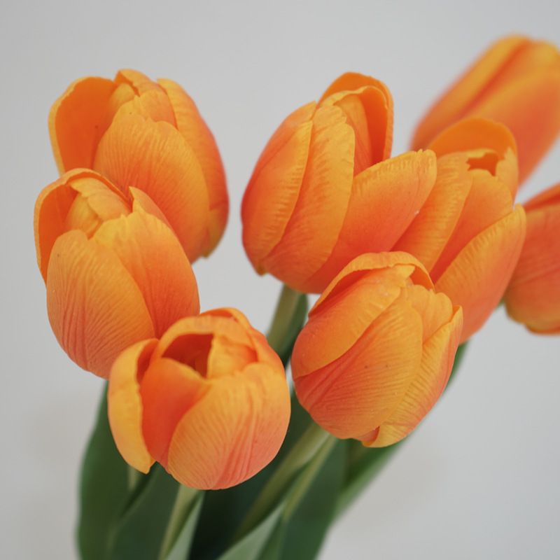 Oranje tulp