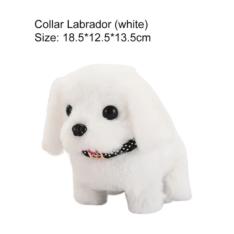 white labrador