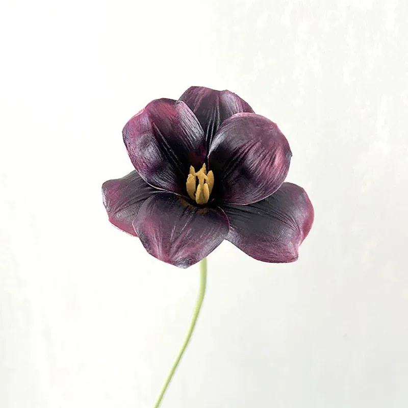 viola nero