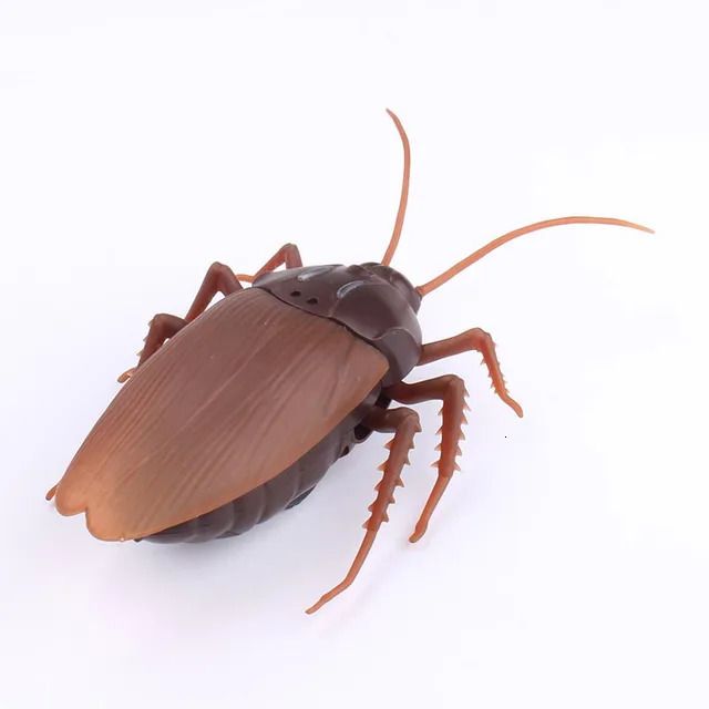 cockroach