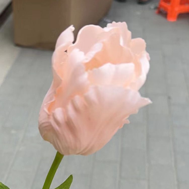 Flesh tulips