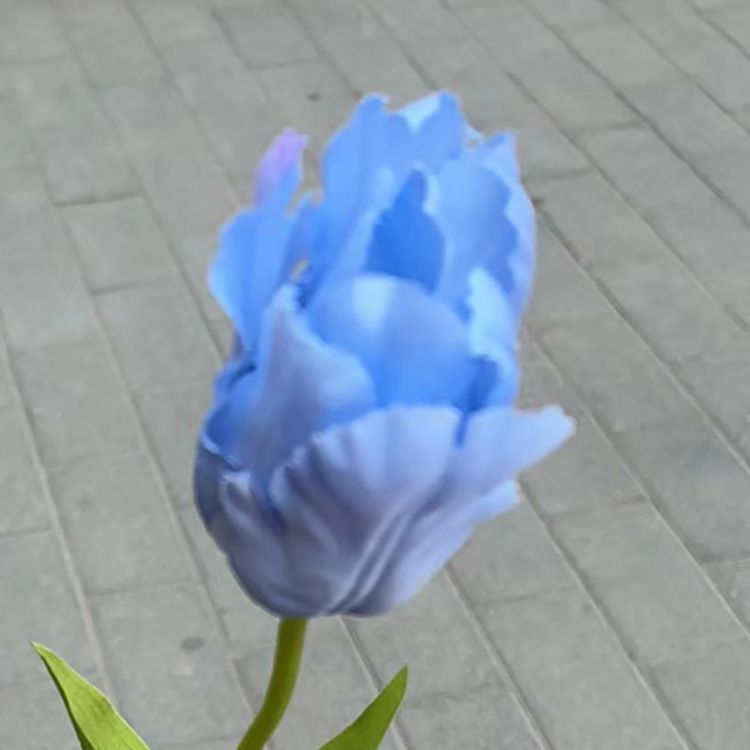 Tulipes bleues