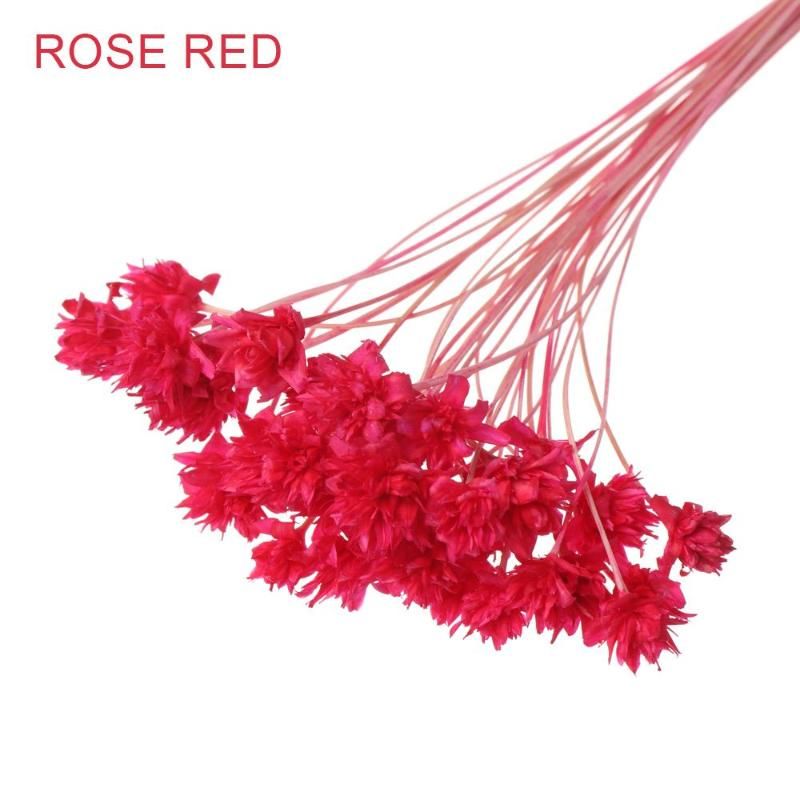 rosa rosso-