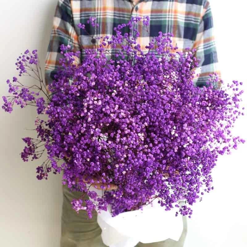 gypsophile violet