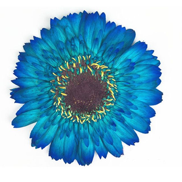 blue 8-15 cm