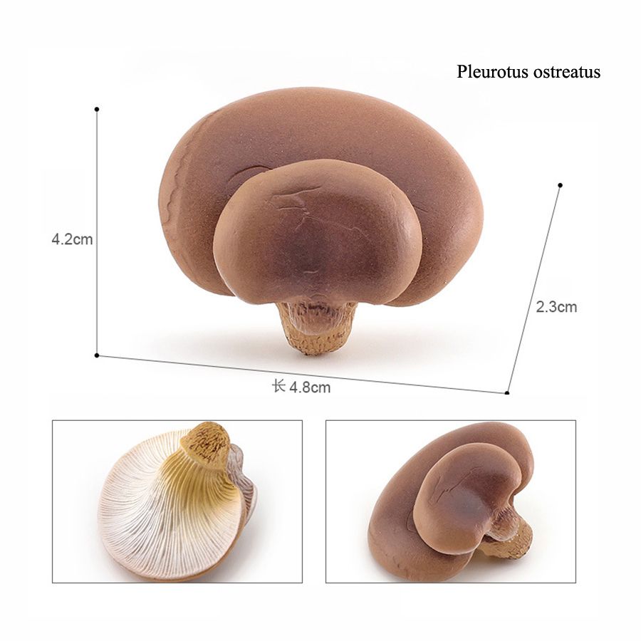 Pleurotus ostreatus