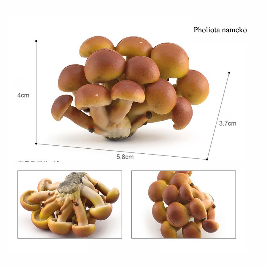 pholiota nameko