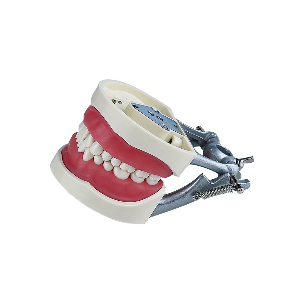 32 Dp Teeth Model